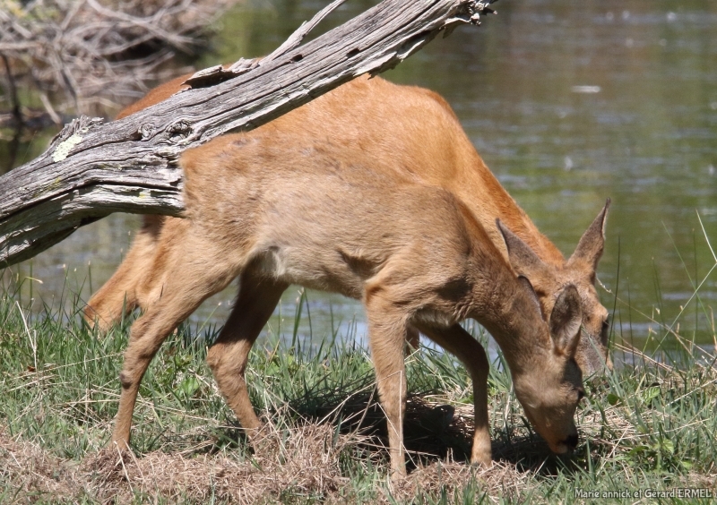 Photo Mammifères Chevreuil (Capreolus capreolus)