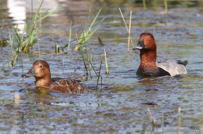 Photo Mammifères Fuligule milouin couple