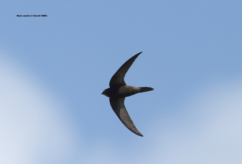 Photo Oiseaux Martinet noir (Apus apus)