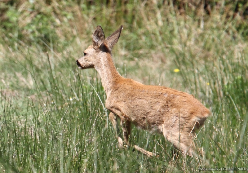 Photo Mammifères Chevreuil (Capreolus capreolus)