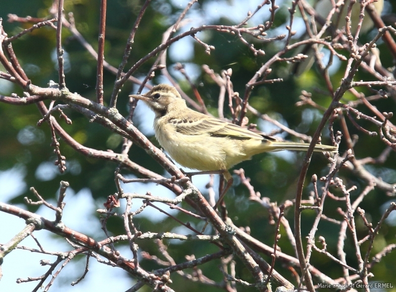 Photo Oiseaux Bergeronnette printanière