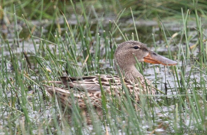 Photo Oiseaux Canard souchet (Anas clypeata)