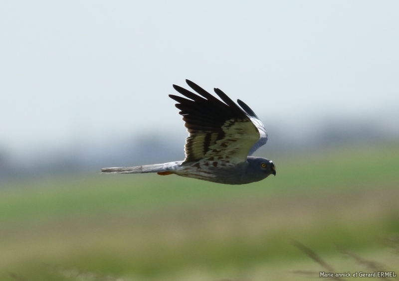 Photo Oiseaux Busard cendré