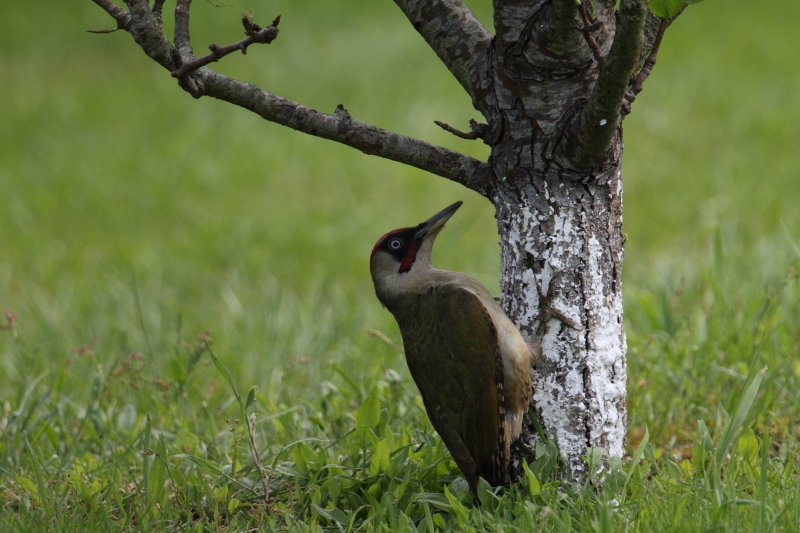 Photo Oiseaux Pic vert (Picus viridis)