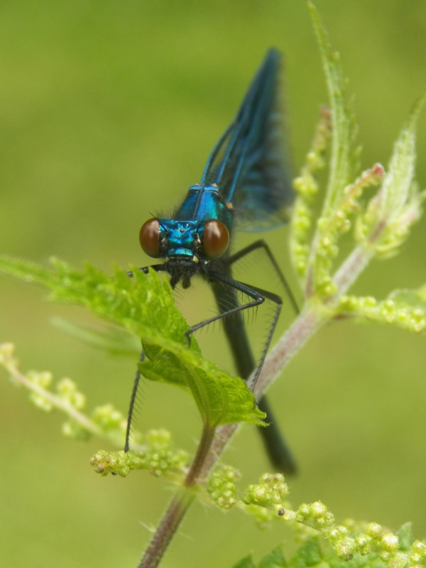 Photo Insectes