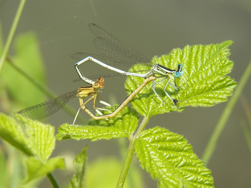 Photo Insectes