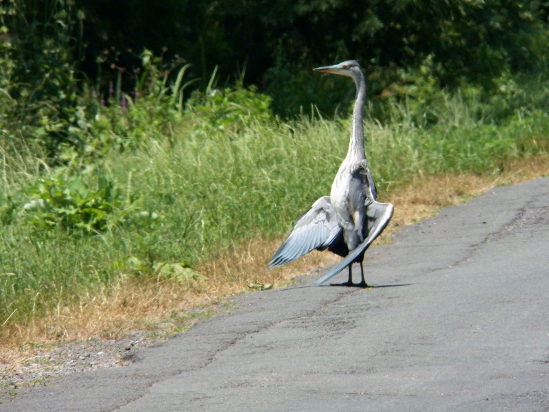 Photo Oiseaux