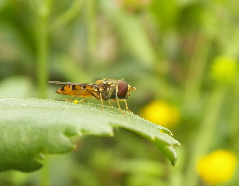 Photo Insectes