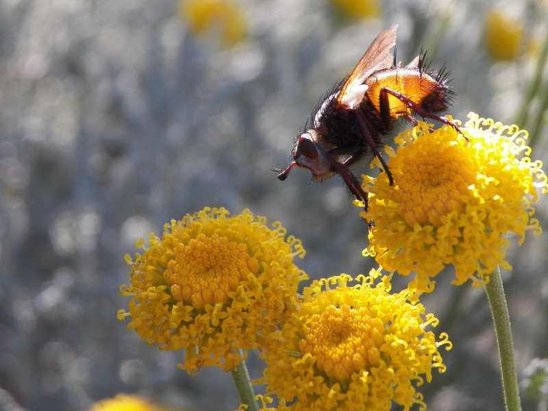 Photo Insectes