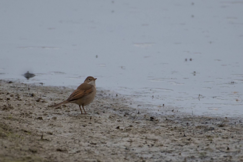 Oiseaux Fauvette grisette