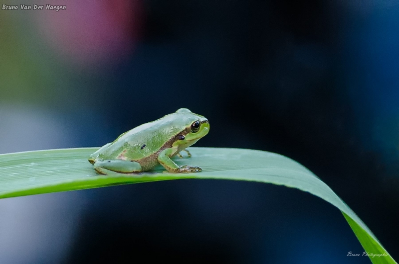 Photo Amphibiens