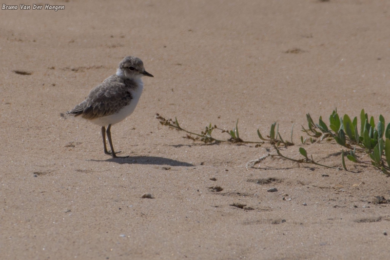 Photo Oiseaux