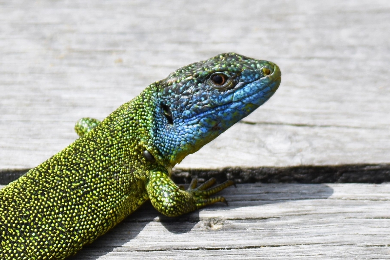 Photo Reptiles Lézard vert