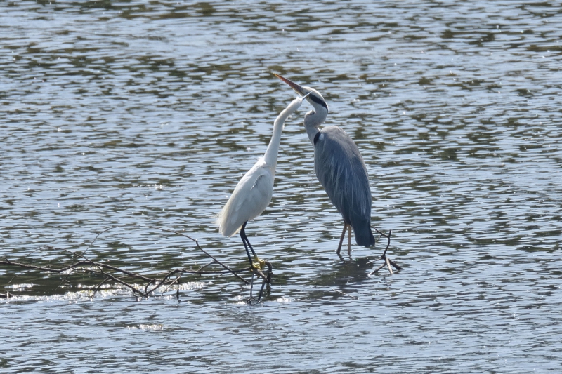 Photo Oiseaux Héron cendré