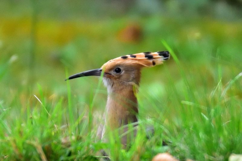 Photo Oiseaux Huppe fasciée