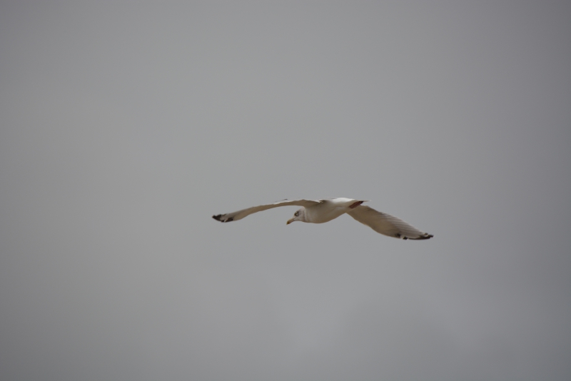 Oiseaux Goéland argenté