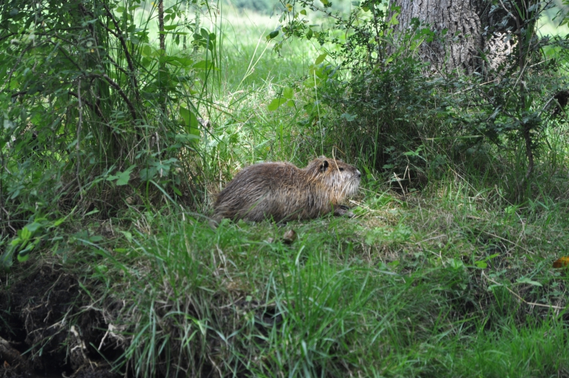 Photo Mammifères