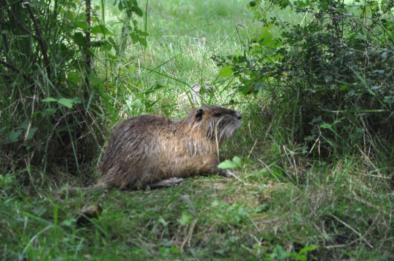 Photo Mammifères