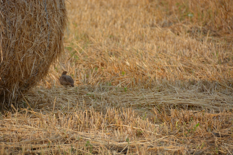 Photo Oiseaux