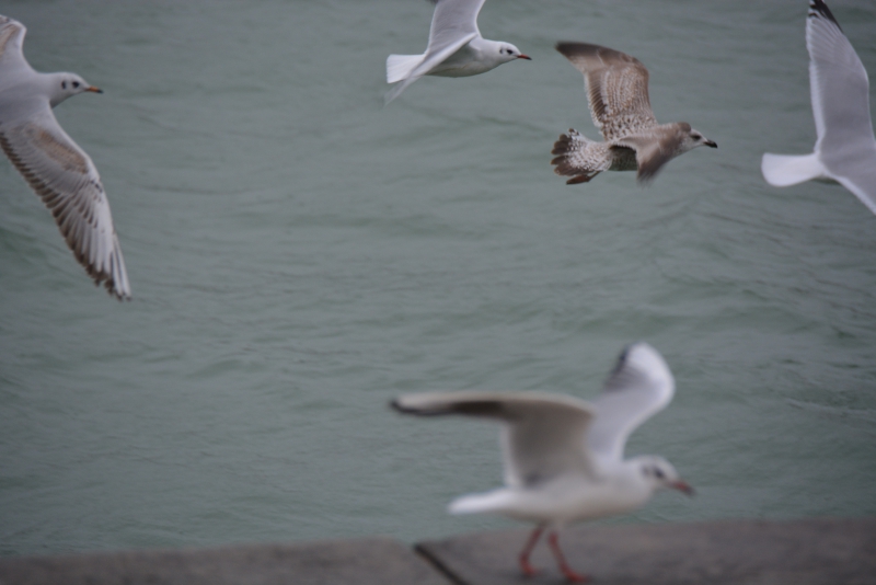 DSC_0328.JPG Mouettes rieuses (3 sûrement, un doute sur la 4éme).  1 goél