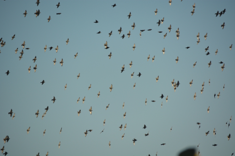 Photo Oiseaux Etourneau sansonnet