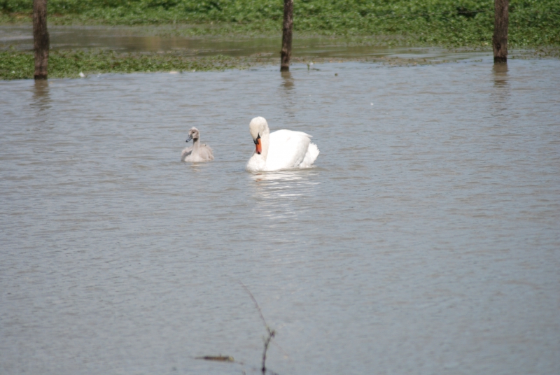 Photo Oiseaux