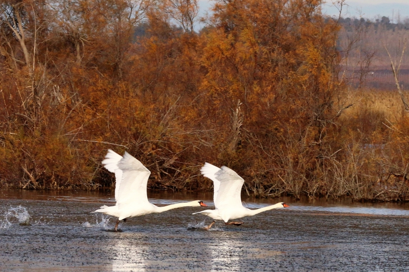 Cygnes_en_camargue.JPG