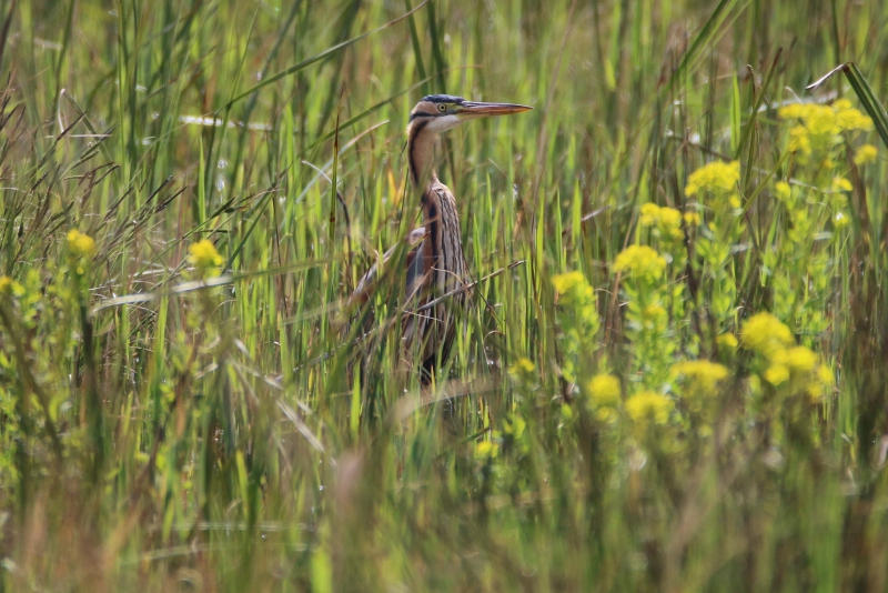 heron_pourpre.JPG