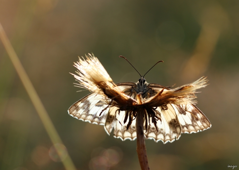 Photo Insectes