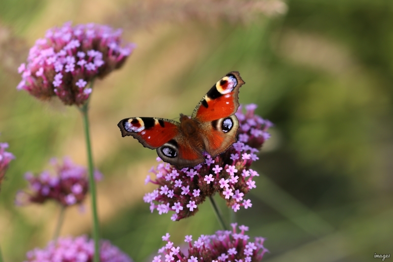 Photo Insectes