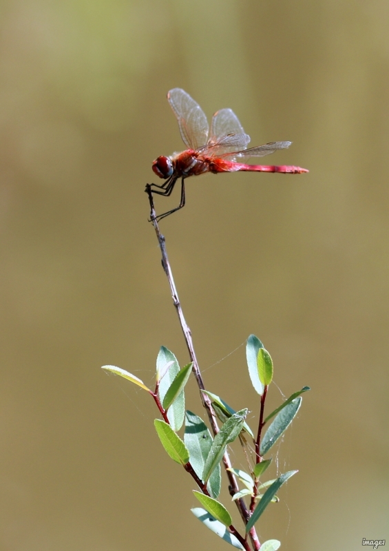 Photo Insectes