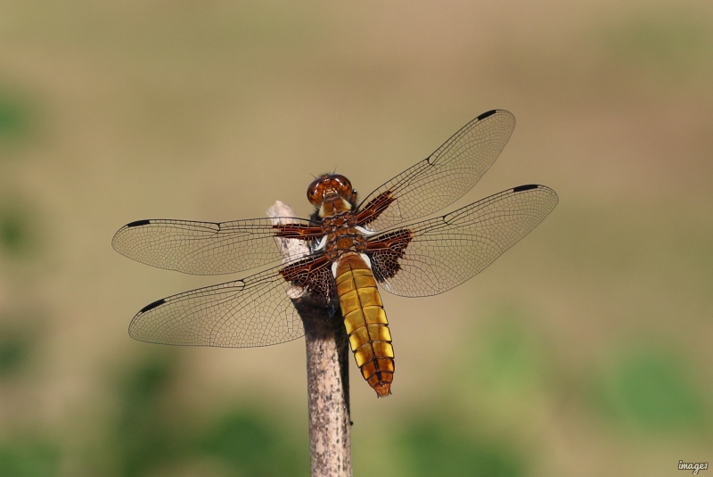 Photo Insectes