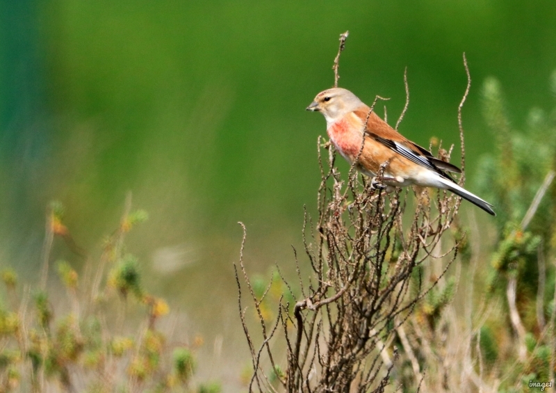 Photo Oiseaux