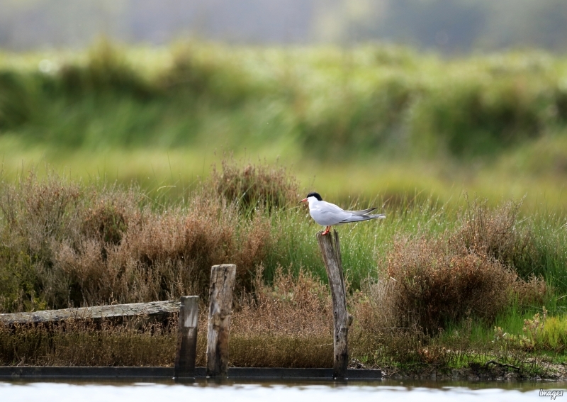 Photo Oiseaux