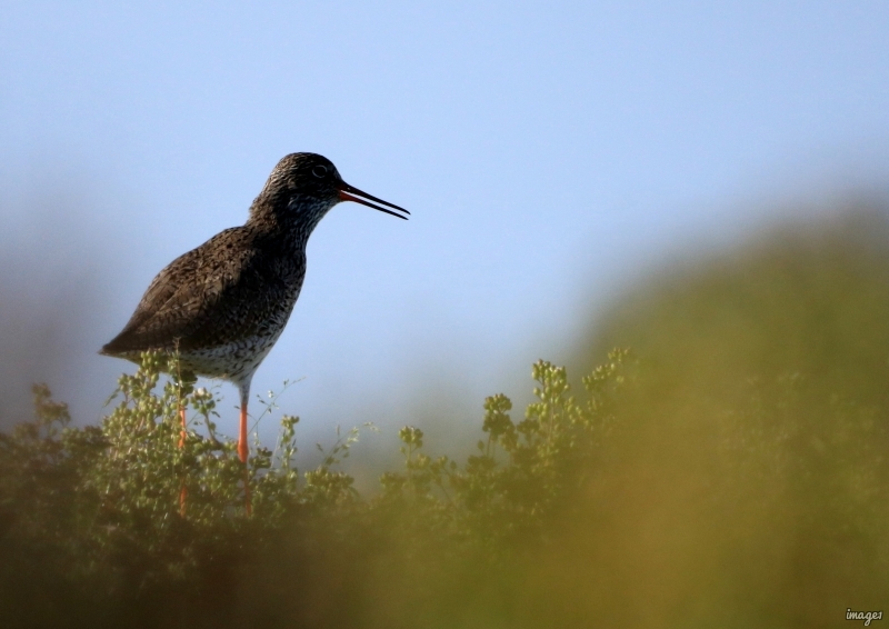 Photo Oiseaux