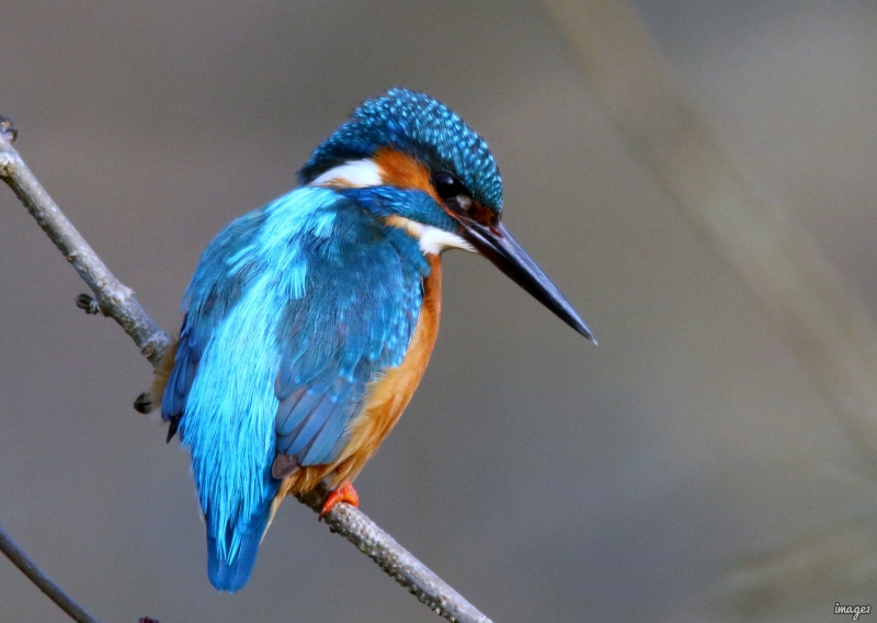 Photo Oiseaux Martin pêcheur d'Europe (Alcedo atthis)