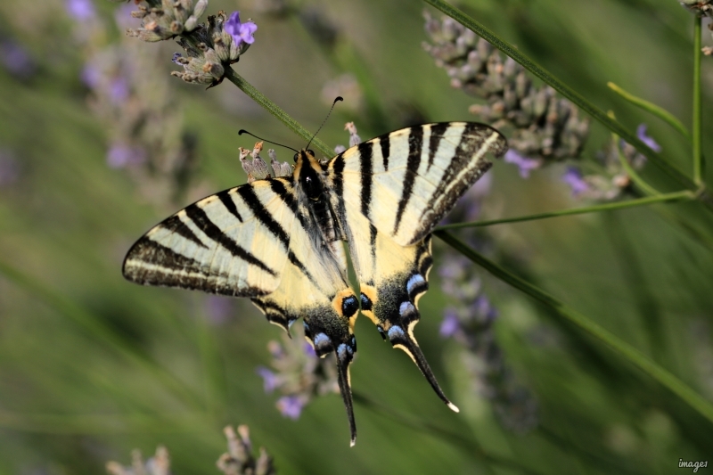 Photo Insectes