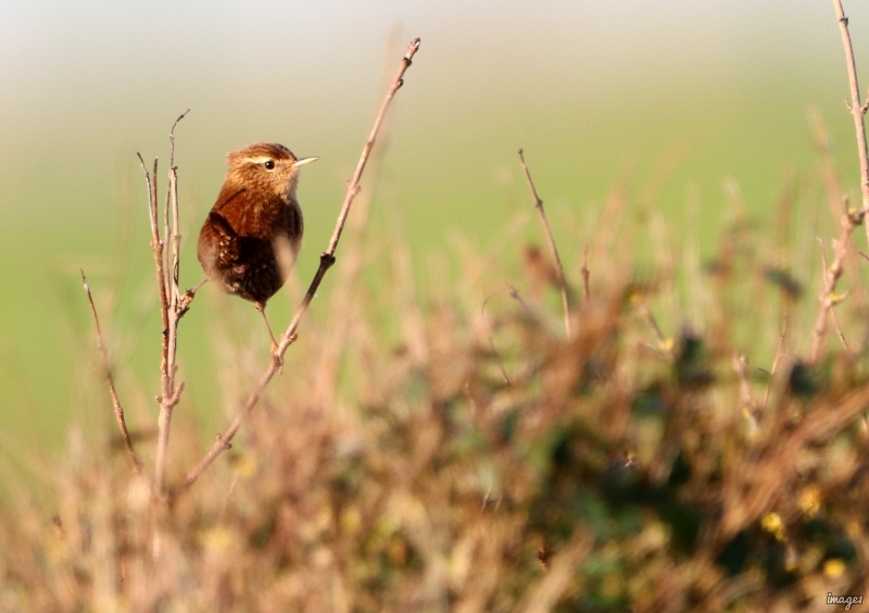 Photo Oiseaux