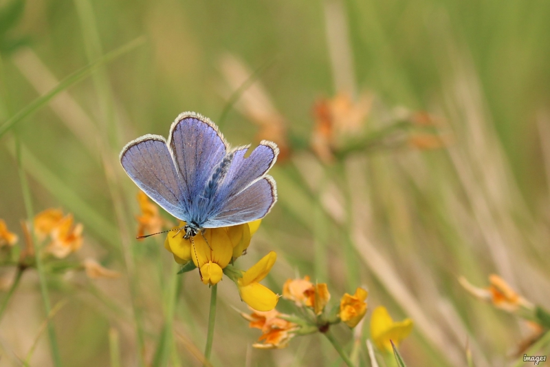 Photo Insectes