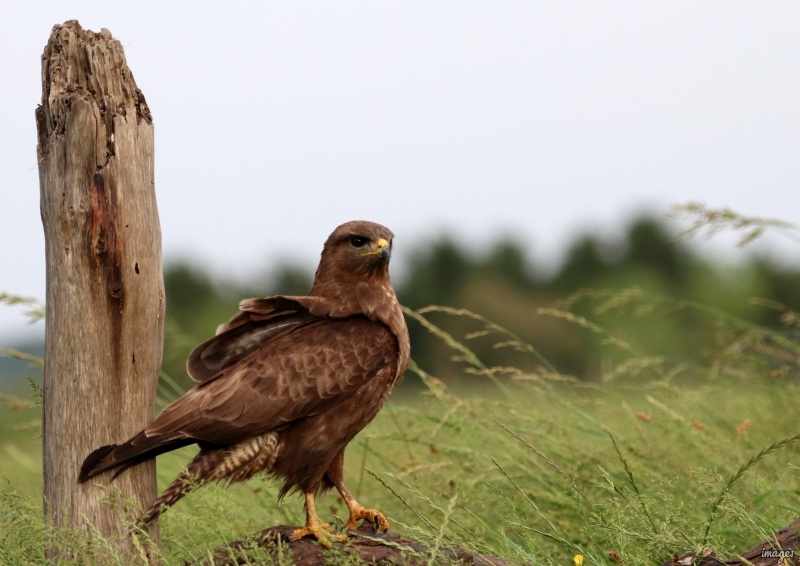 Photo Oiseaux