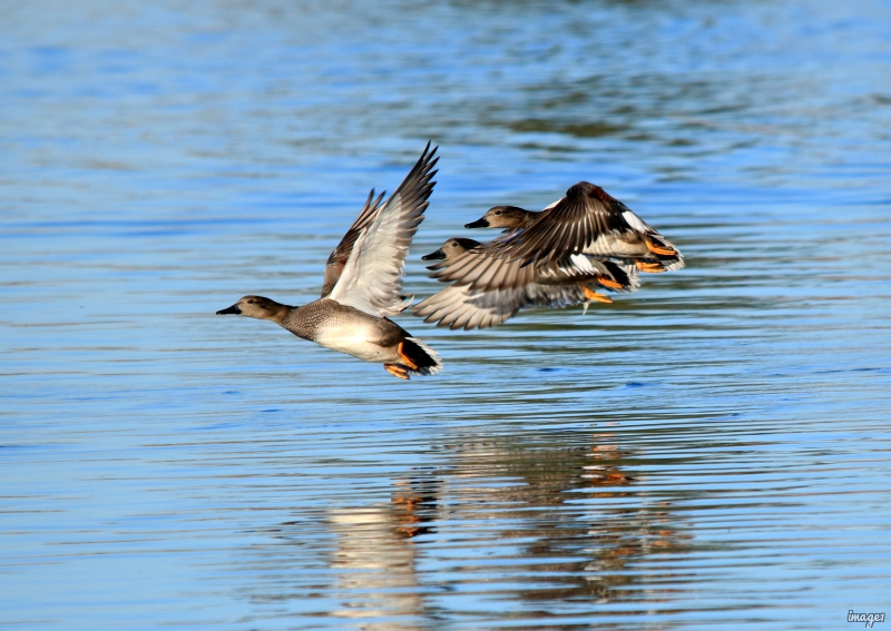 Photo Oiseaux