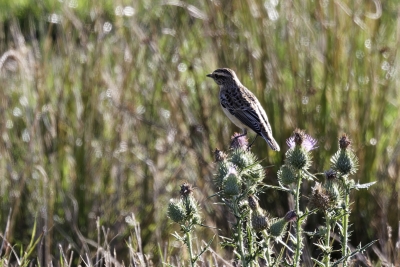 Identification Oiseaux