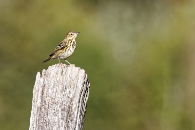 Identification Oiseaux