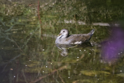 Identification Oiseaux
