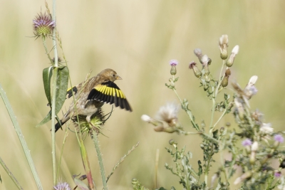 Identification Oiseaux