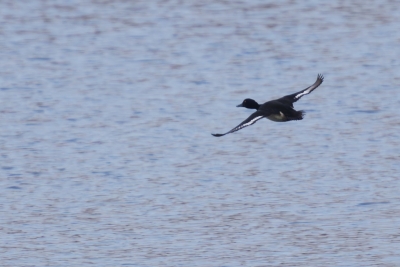 Identification Oiseaux