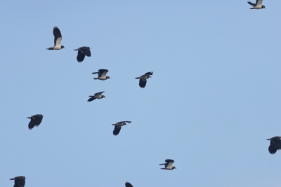 Identification Oiseaux