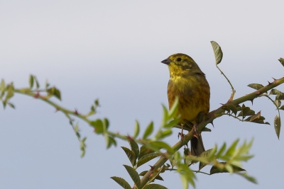 Identification Oiseaux