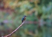 Oiseaux martin pêcheur