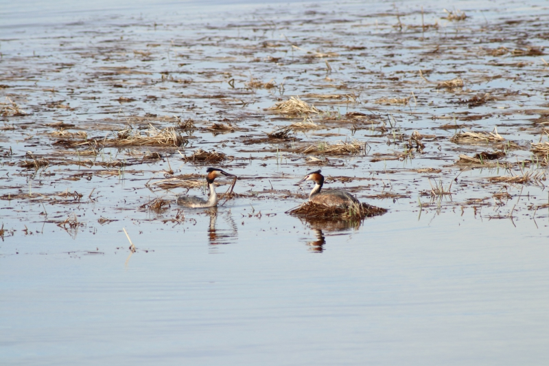 Photo Oiseaux